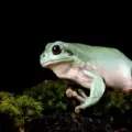 The Complete Indian Care Guide for White’s Tree Frogs: Habitat, Humidity, and Tank Setup