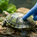 How to Identify Early-Stage Shell Rot in Aquatic Turtles (Before It Spreads)