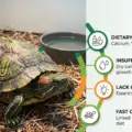 The Biological Causes of Shell Pyramiding in Captive Turtles